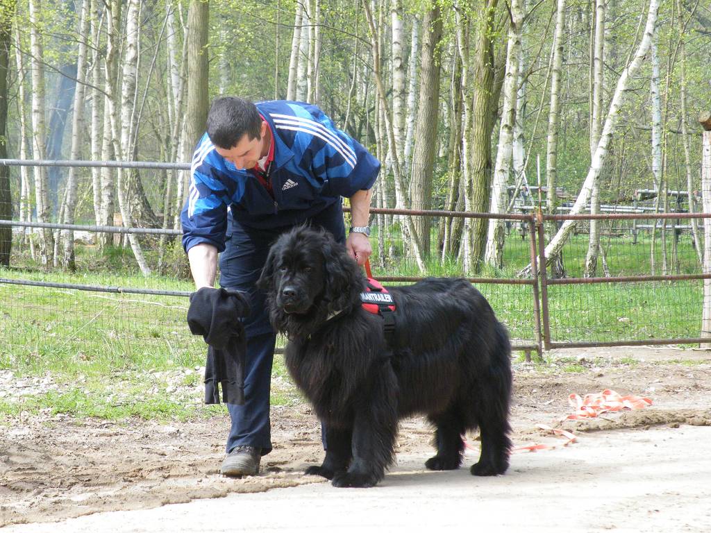 Hund bei der Nasenarbeit