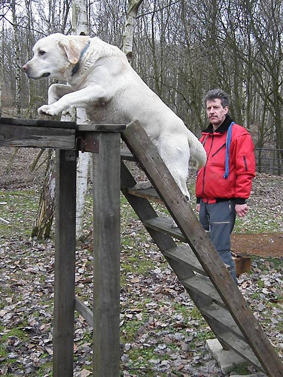 Hund auf einem Hindernis
